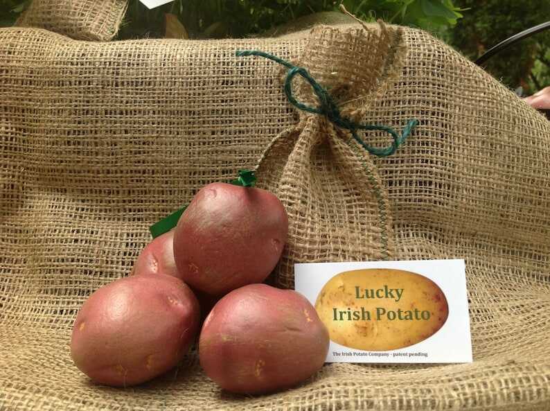 Irish ornament, looks like a real potato. Very cute!