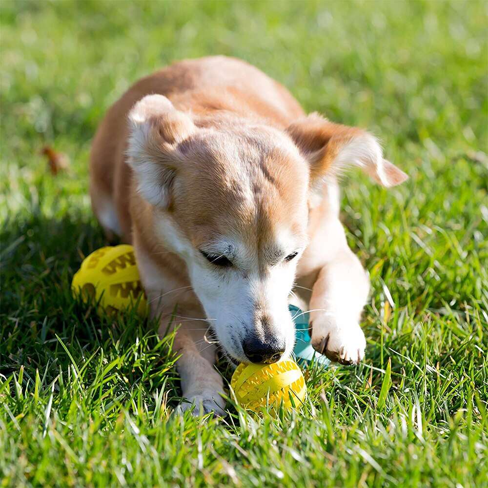 Ball Funny Chewing Dog Toys