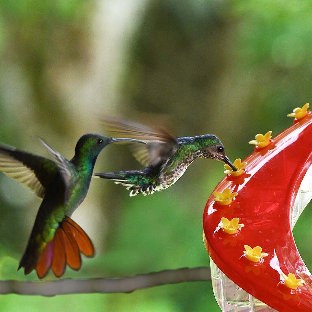 Helix Hummingbird Feeder