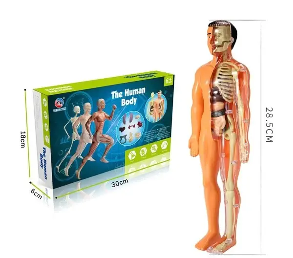 🎁2023-Christmas Hot Sale🎁 48% OFF - 3d Human Body Torso Model for Kid Anatomy Model Skeleton