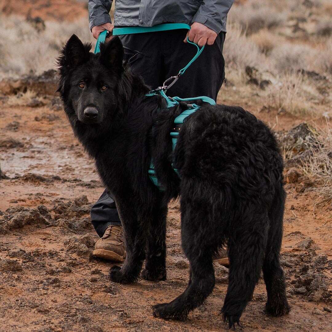 Ascension Extended Harness - Tazer Teal