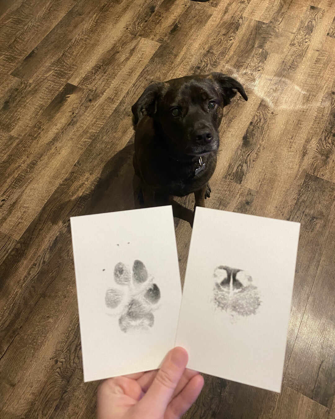 XL Everlasting Paw Print Pad