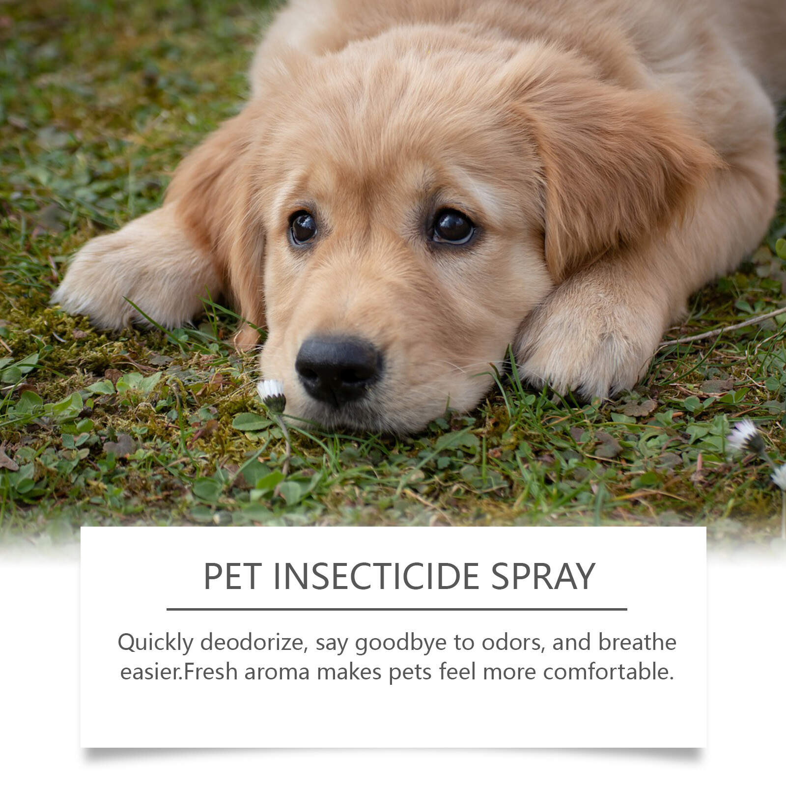 Pet Insecticide Spray