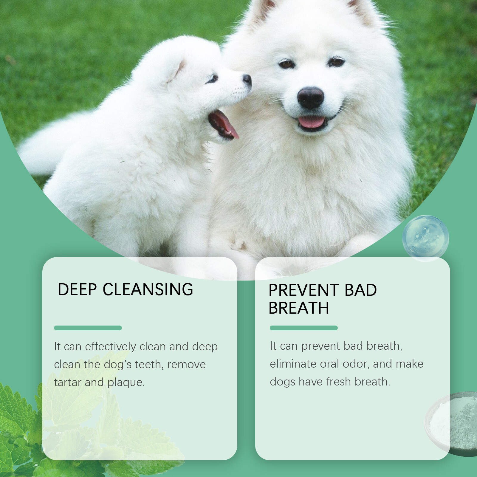 Pet Dental Cleaning