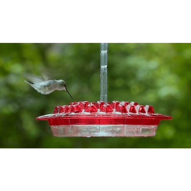 Hummingbird Feeder With Perch And Built-in Ant Moat