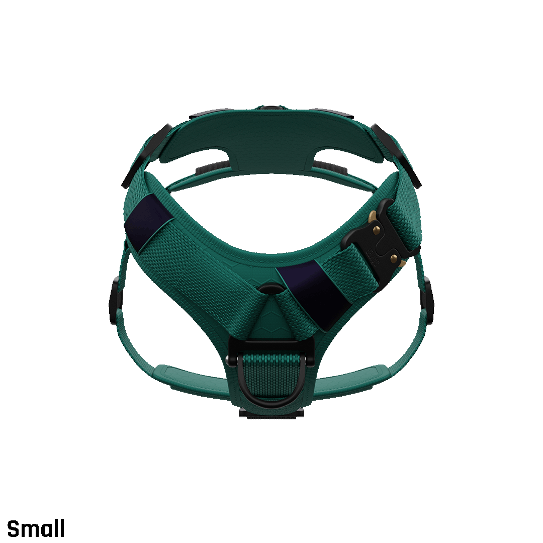 Ascension Core Harness - Tazer Teal