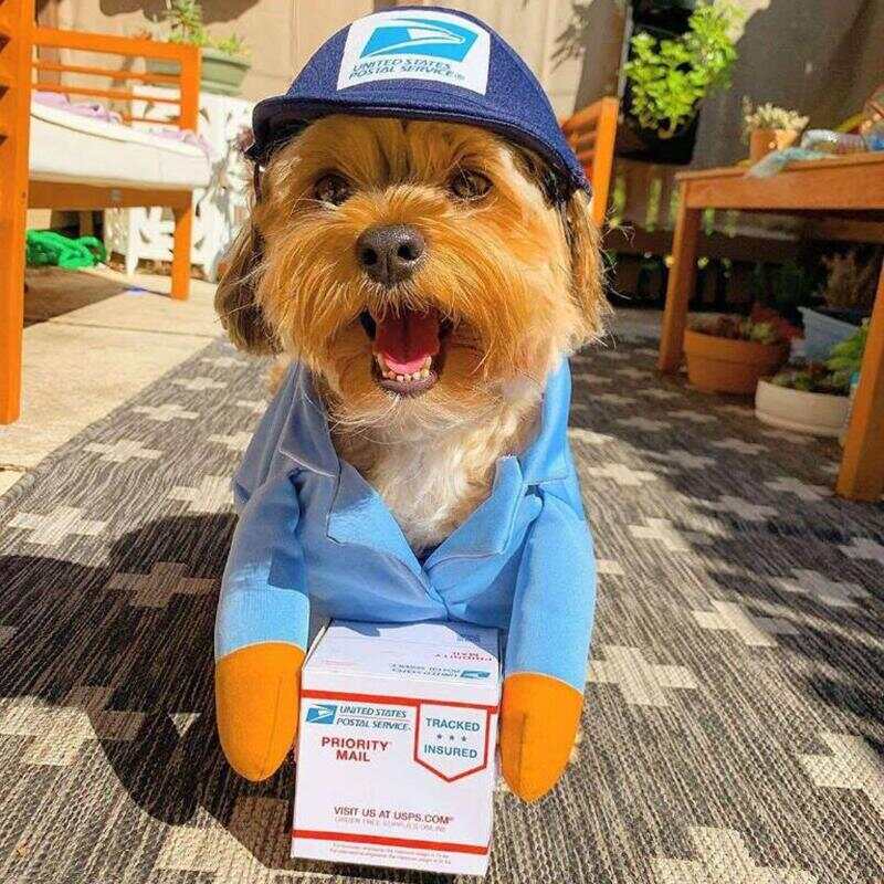 UPS Dog Costume