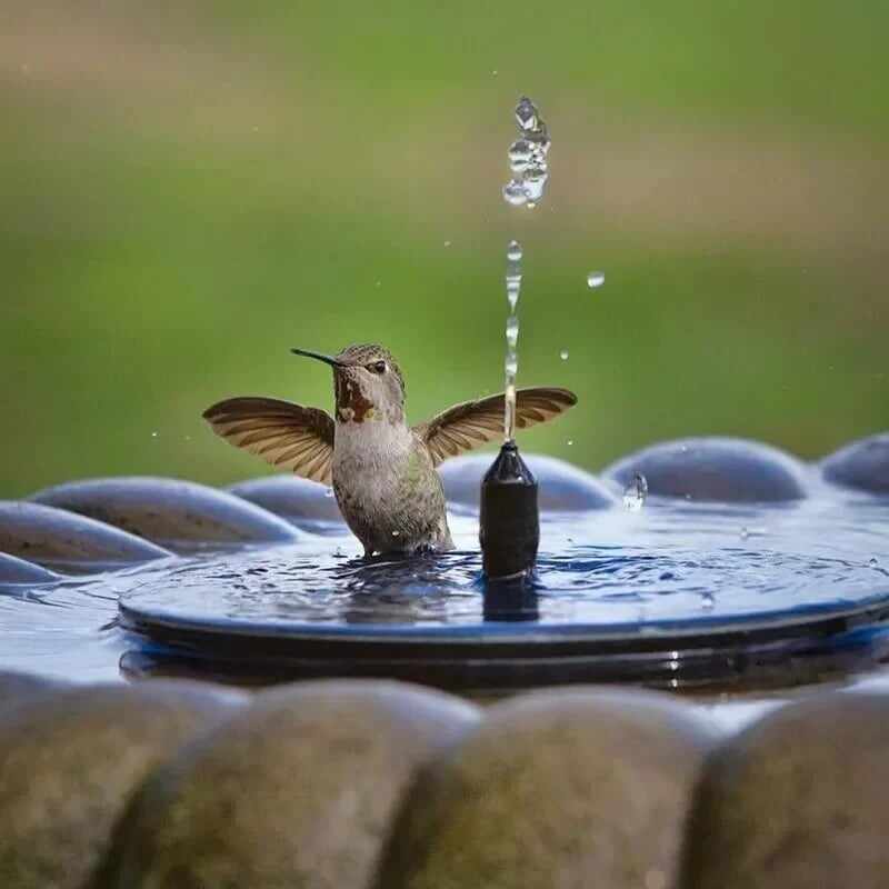 Last Day-75% OFF-Solar-Powered Bird Fountain Kit?