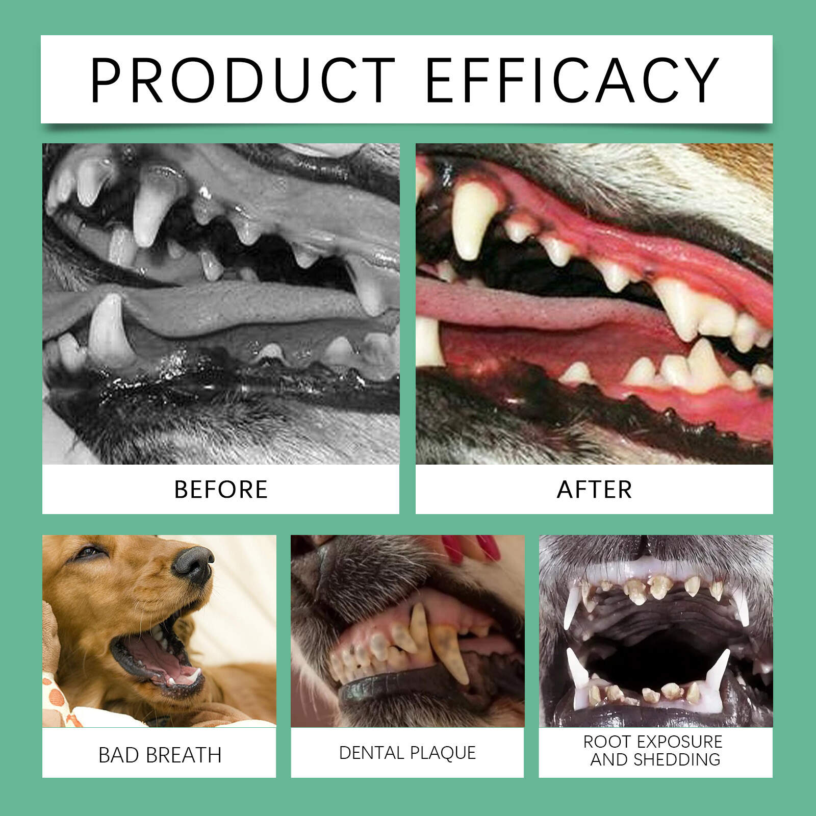 Pet Dental Cleaning