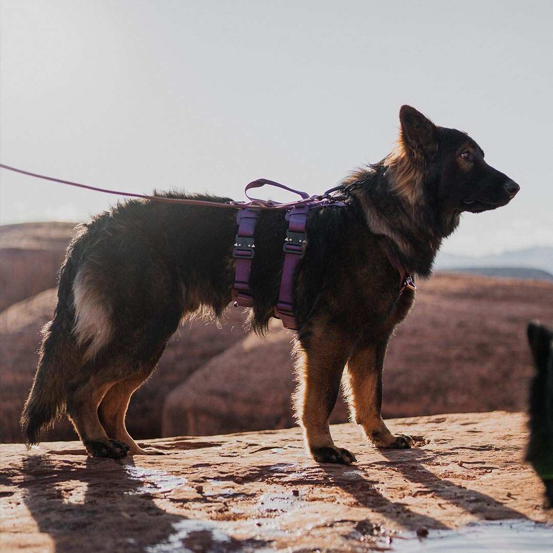 Ascension Extended Harness - Prairies Purple