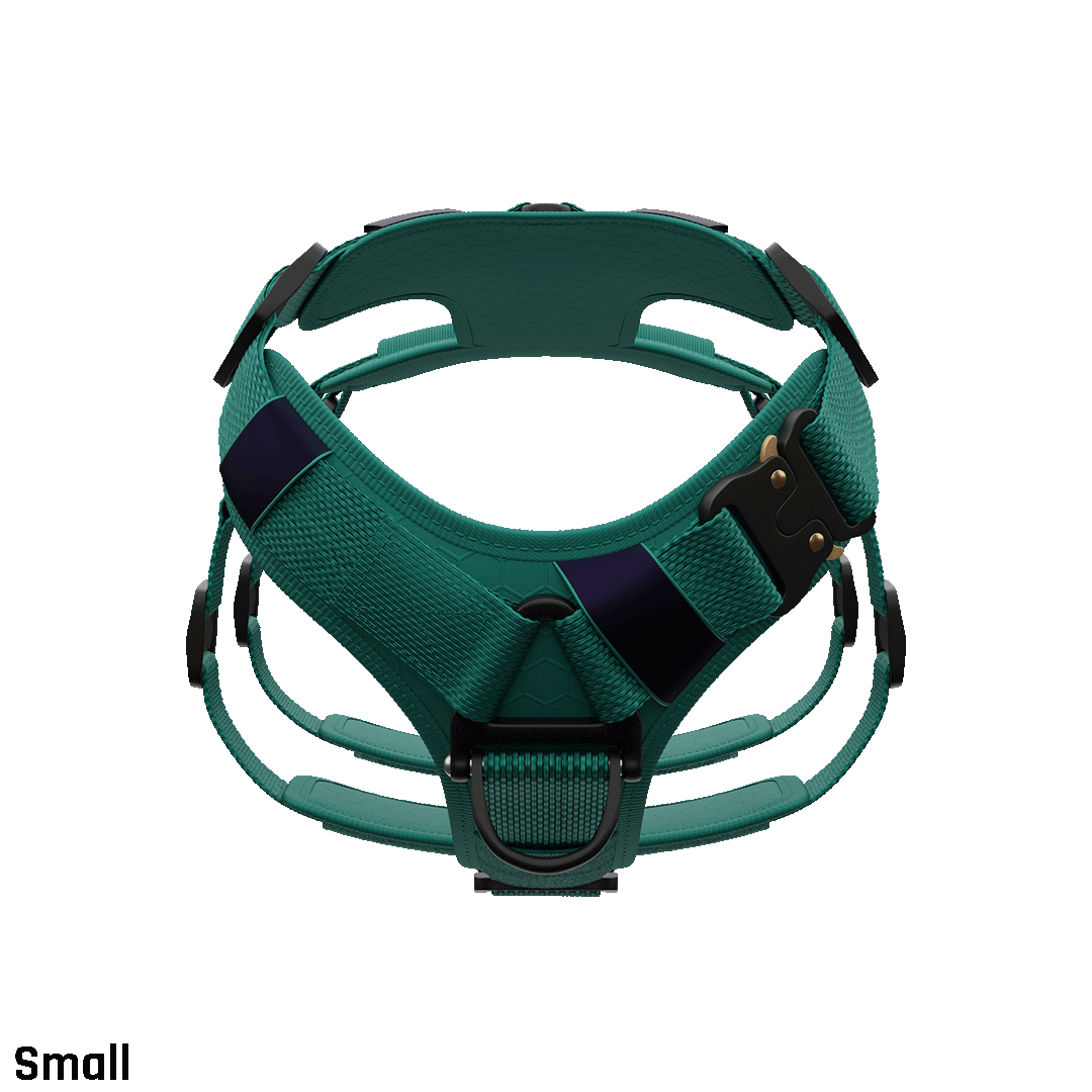 Ascension Extended Harness - Tazer Teal