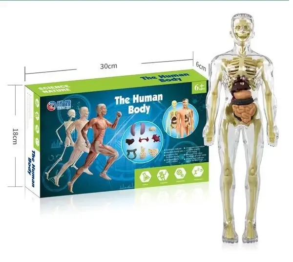 🎁2023-Christmas Hot Sale🎁 48% OFF - 3d Human Body Torso Model for Kid Anatomy Model Skeleton