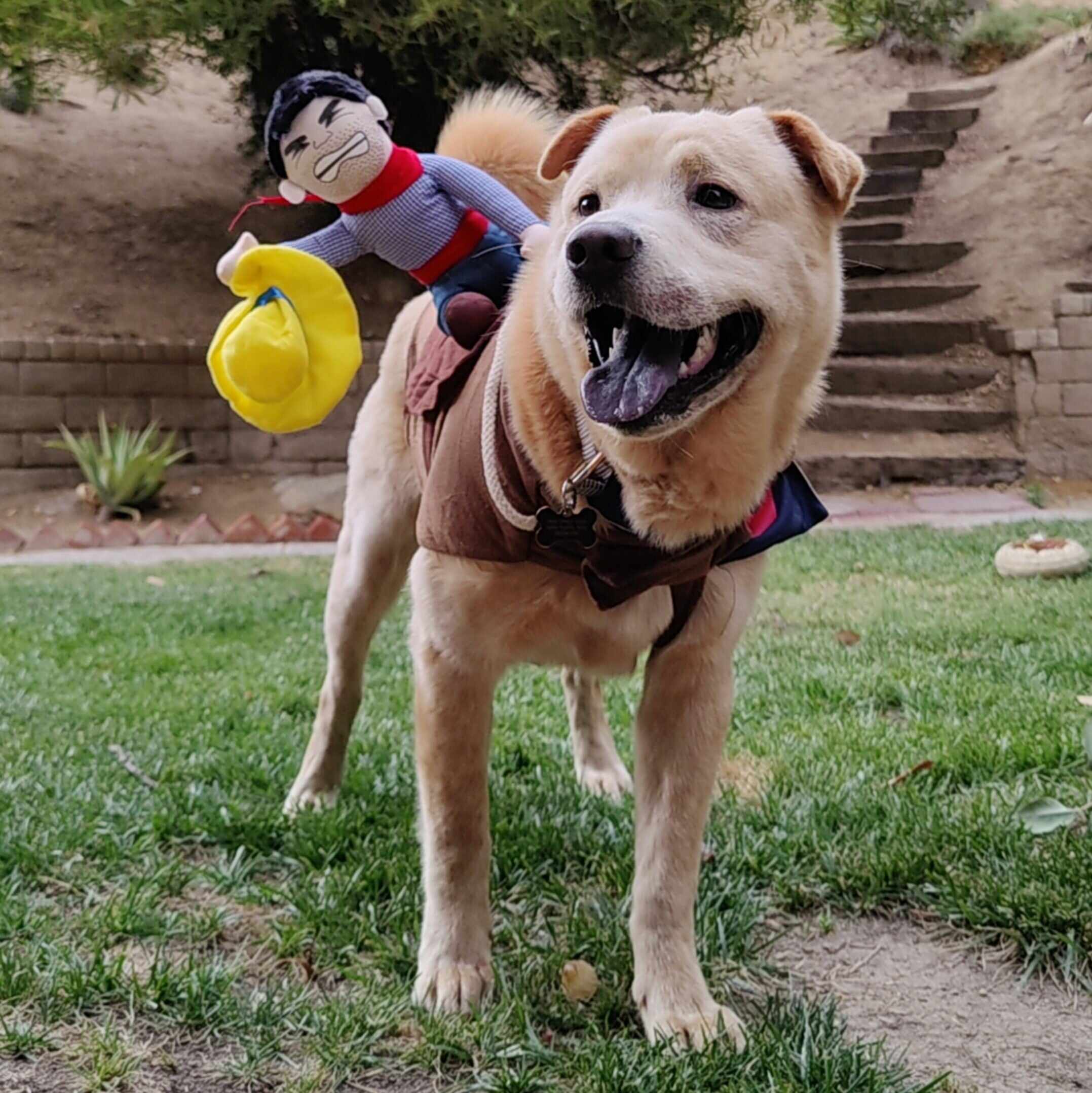 Cowboy Dog Costume