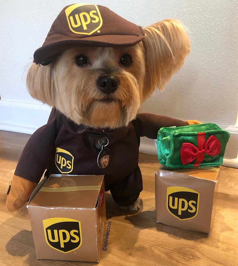 UPS Dog Costume