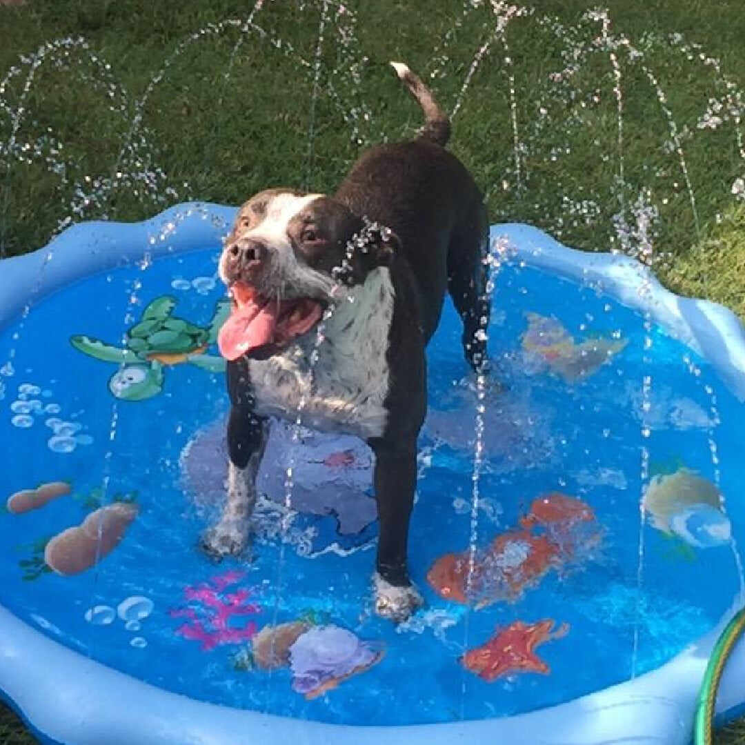 Doggo Splash Pad