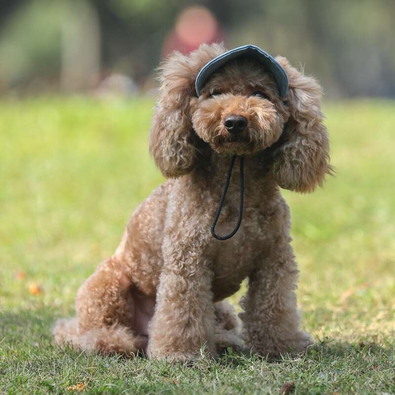 Outdoor Doggo Cap