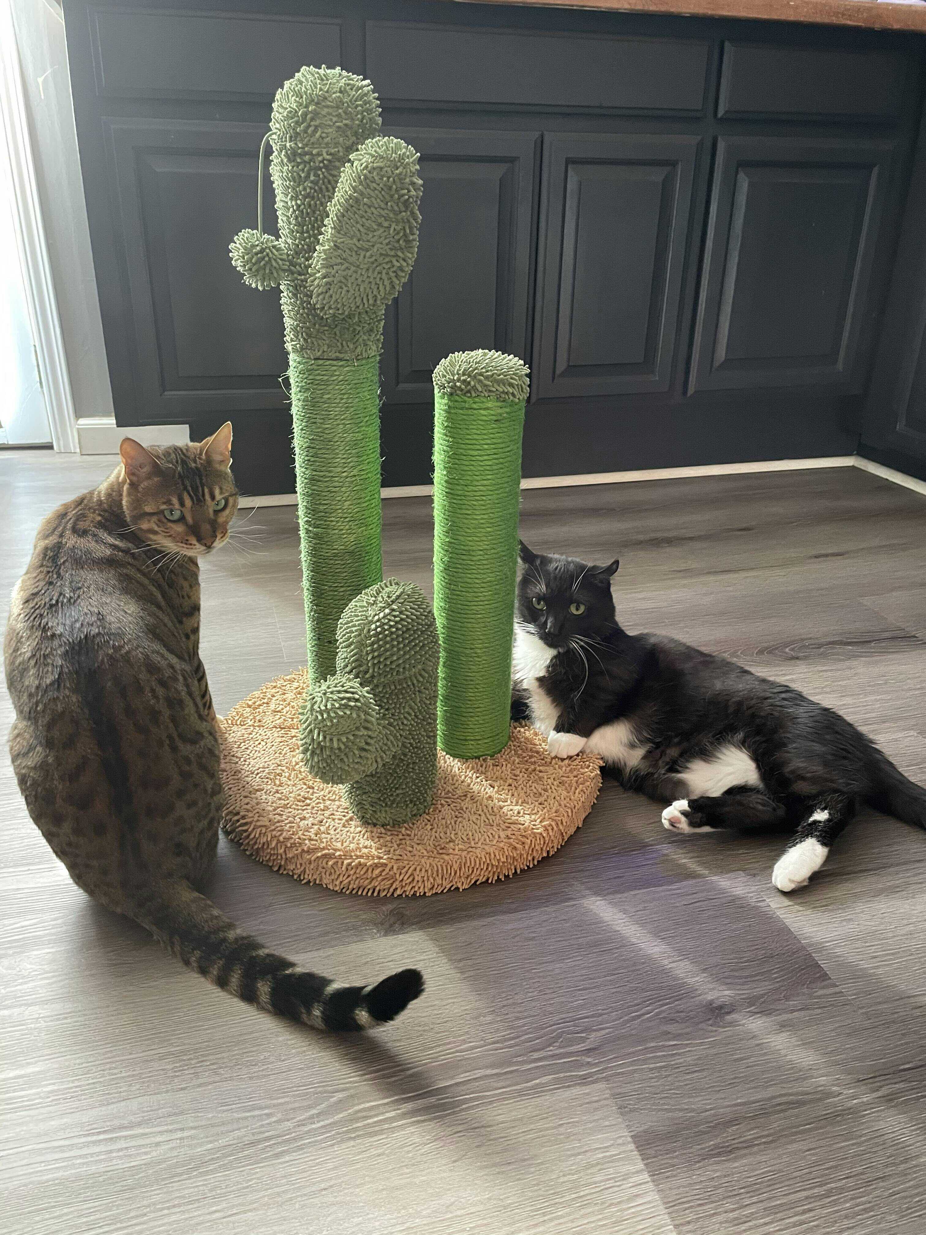 Pawz Road Oasis Series Lovely Cactus Cat Scratcher