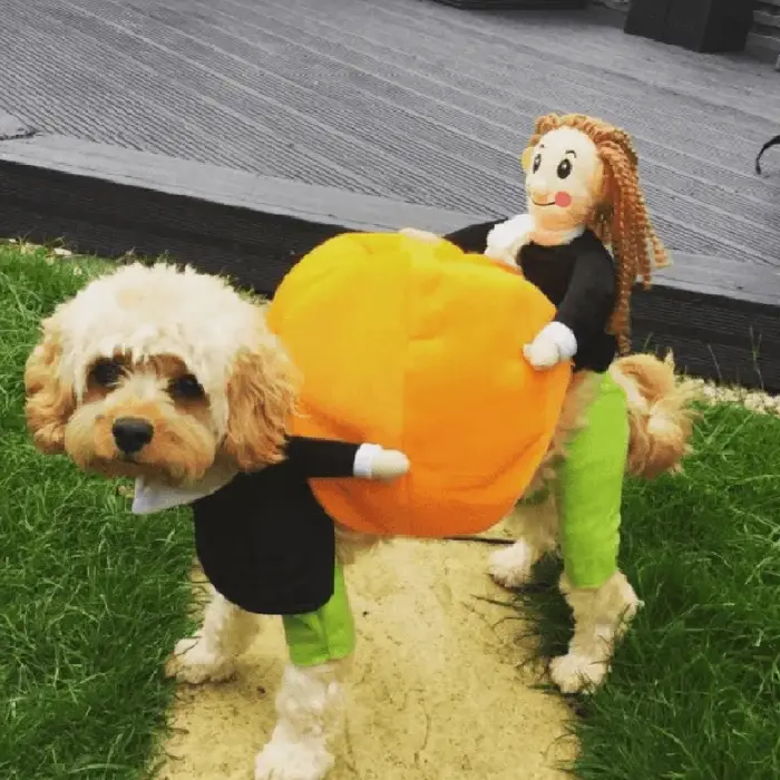 🎃Halloween Special 49% OFF🎃Dog & Cat Pumpkin Halloween Costume(BUY 2 GET FREE SHIPPING）