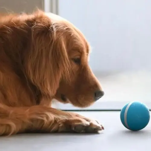 Happy Doggie Magic Ball