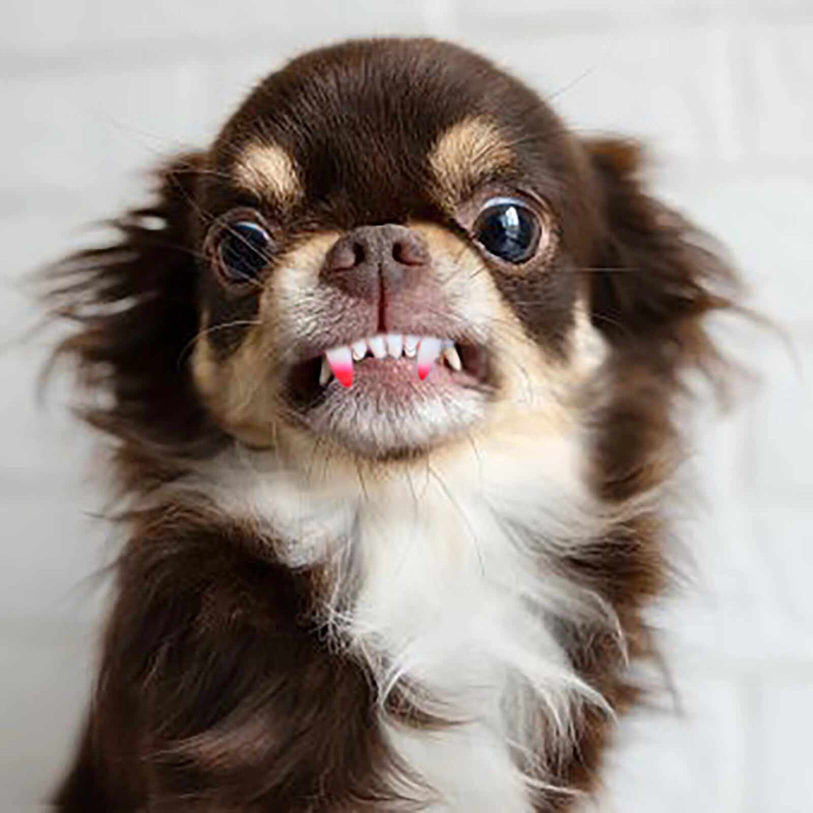 Funny Dog Teeth