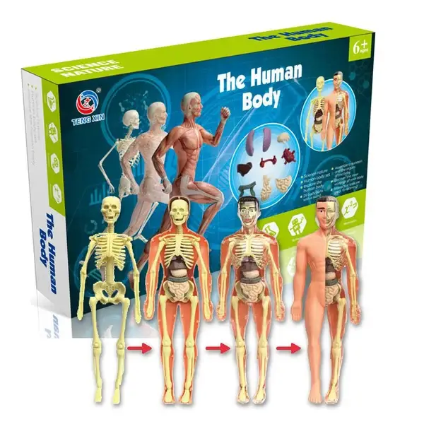 🎁2023-Christmas Hot Sale🎁 48% OFF - 3d Human Body Torso Model for Kid Anatomy Model Skeleton