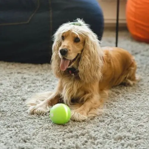 Happy Doggie Magic Ball