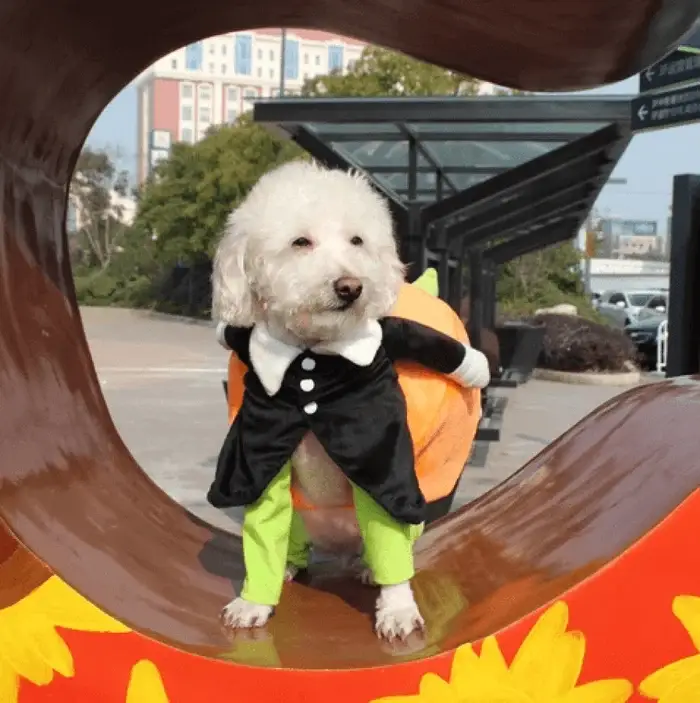 🎃Halloween Special 49% OFF🎃Dog & Cat Pumpkin Halloween Costume(BUY 2 GET FREE SHIPPING）