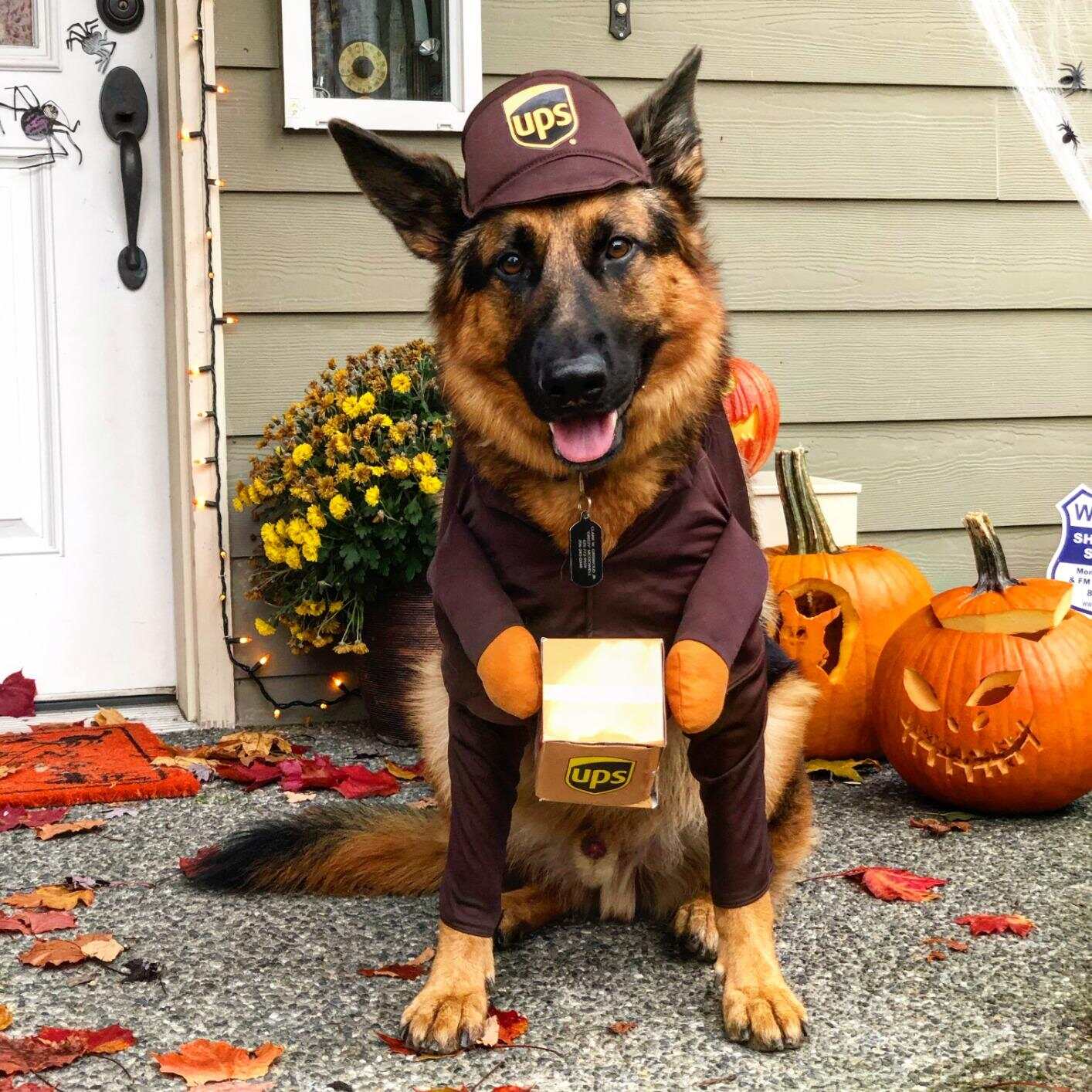 UPS Dog Costume