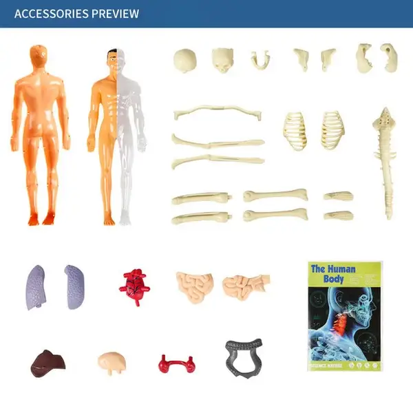 🎁2023-Christmas Hot Sale🎁 48% OFF - 3d Human Body Torso Model for Kid Anatomy Model Skeleton